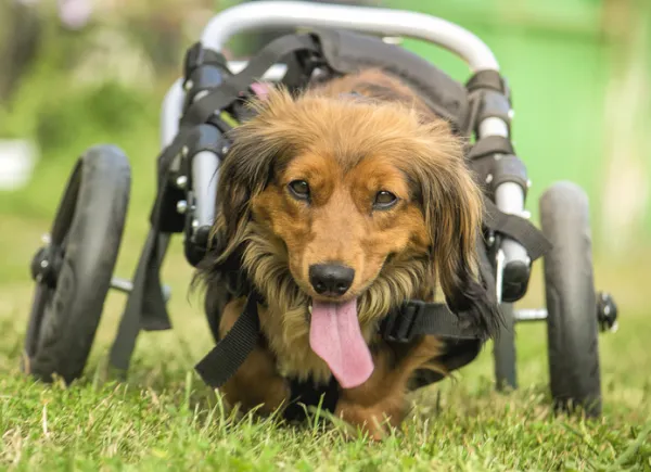El perrito del calvo